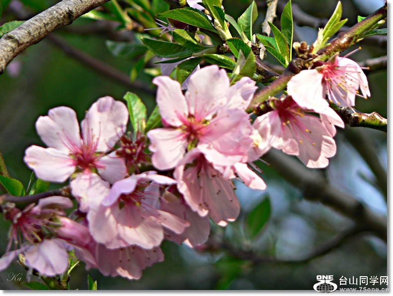 flower 06-09-2012 190.jpg