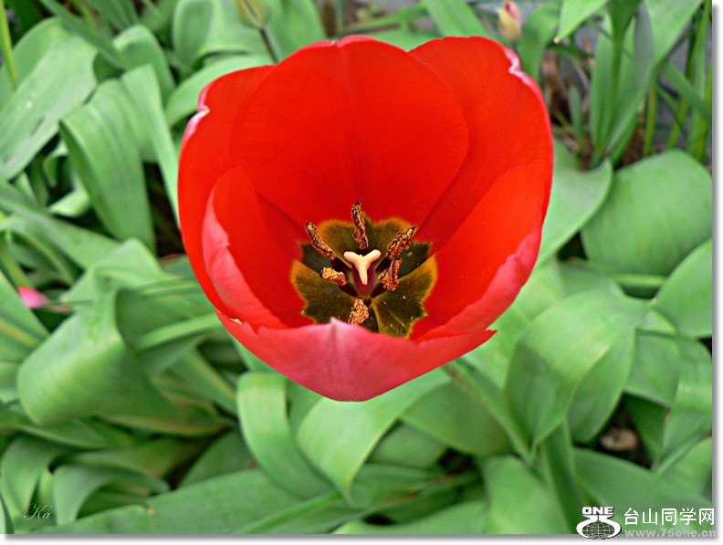 tulip (33).jpg