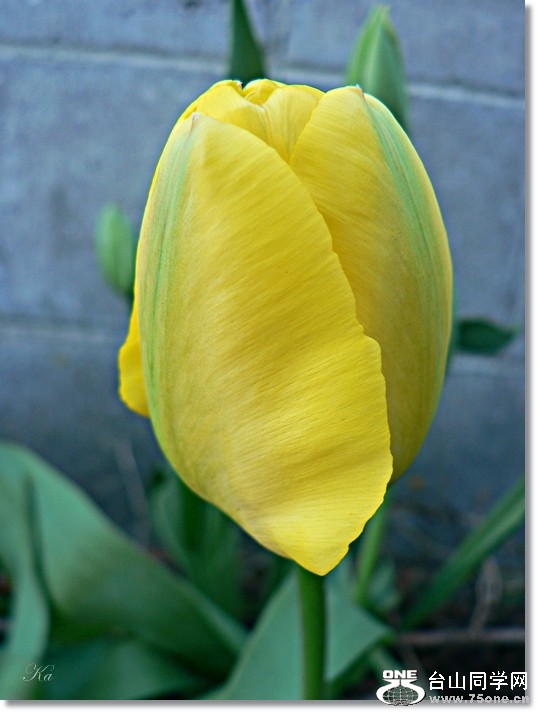 tulip (16).jpg