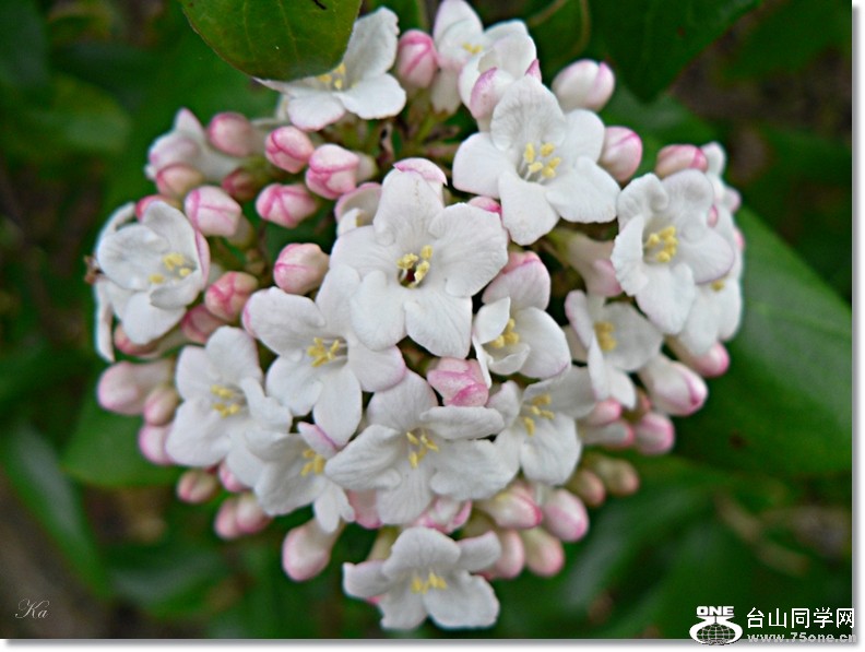 flower 06-09-2012 006.jpg