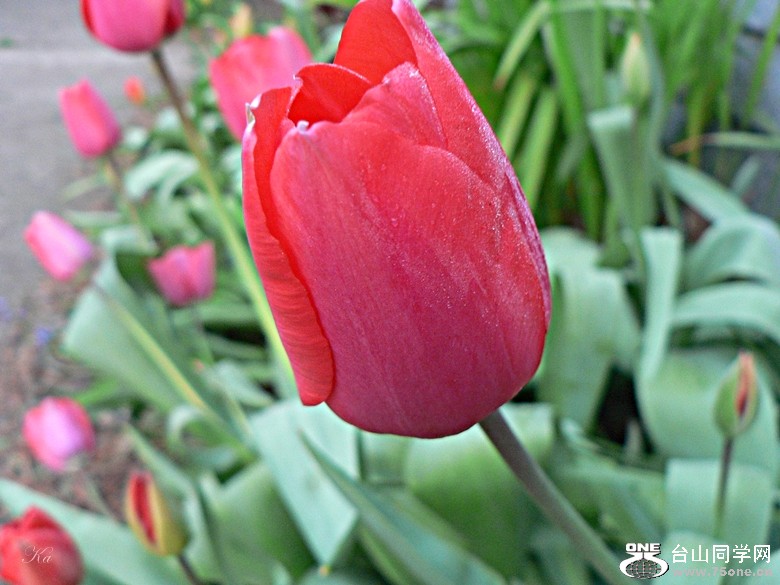 tulip (29).jpg