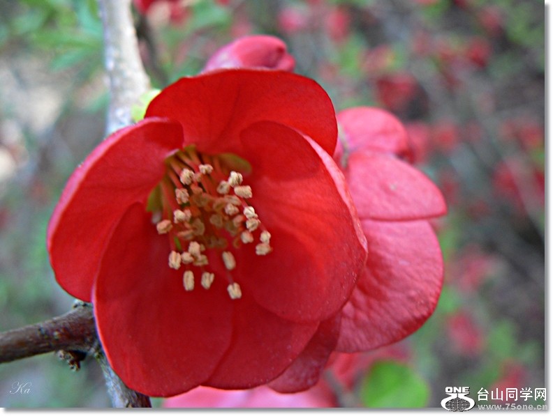 flower 06-09-2012 010.jpg