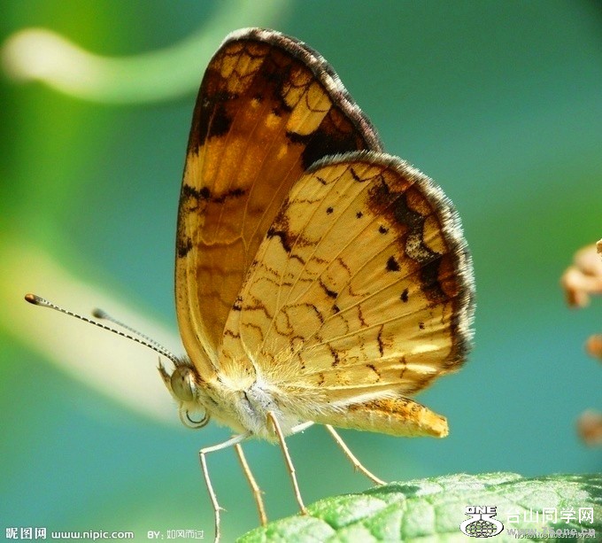 t02c381.jpg