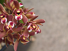 220px-Cymbidium.jpg