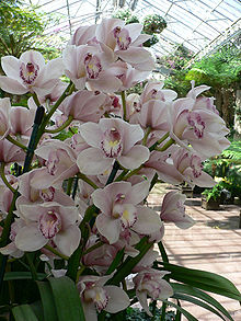 220px-Cymbidium_orchids2.jpg