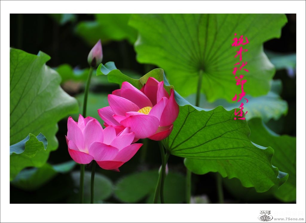 DSC_3226_conew1.jpg