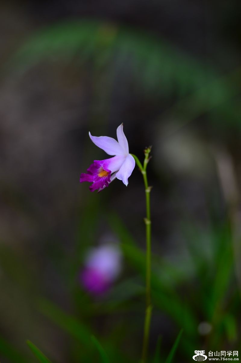 DSC_7986.JPG