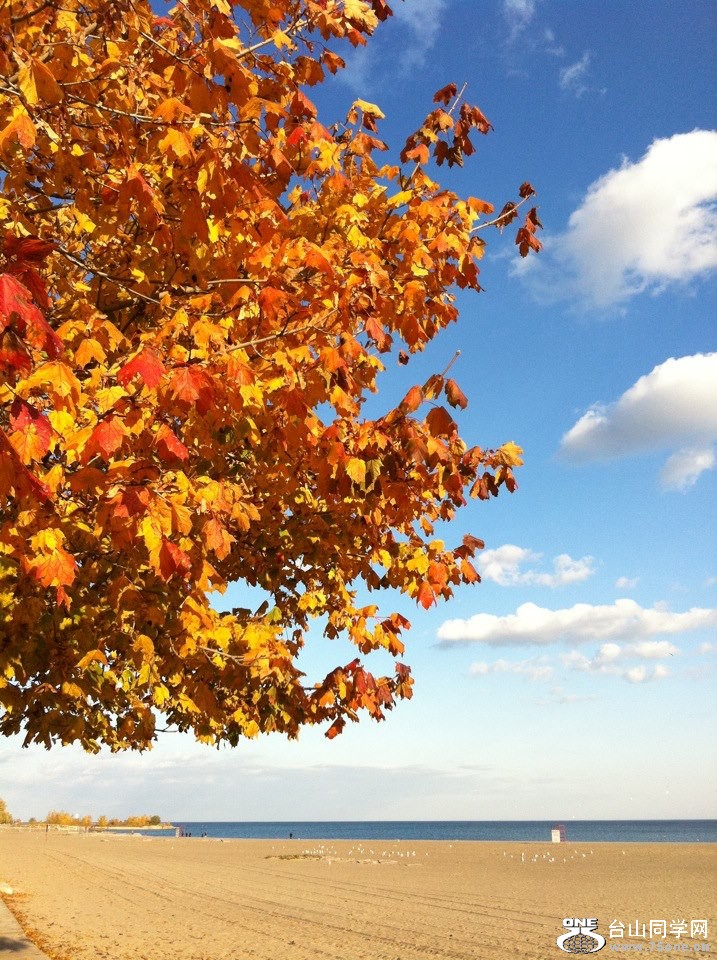 autumn walk ... beach boardwalk....jpg