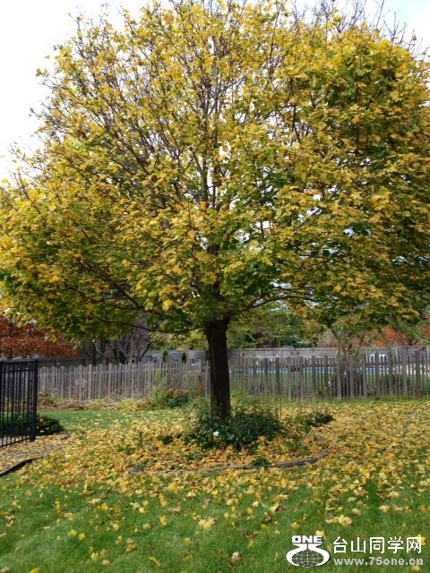 tree1.JPG