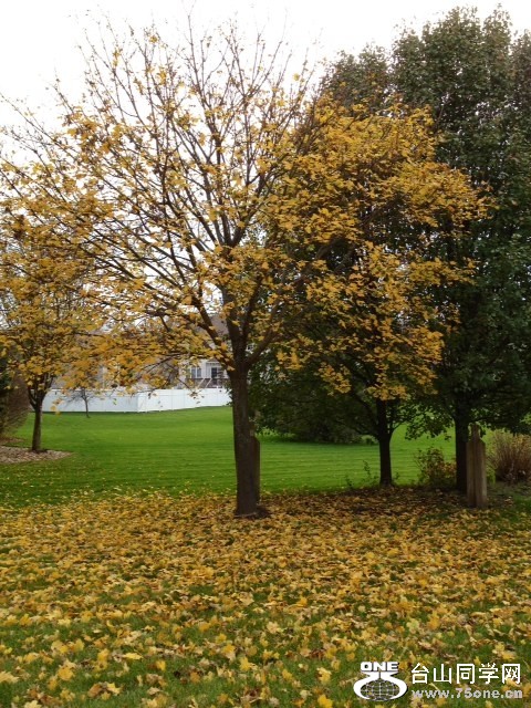 tree.JPG