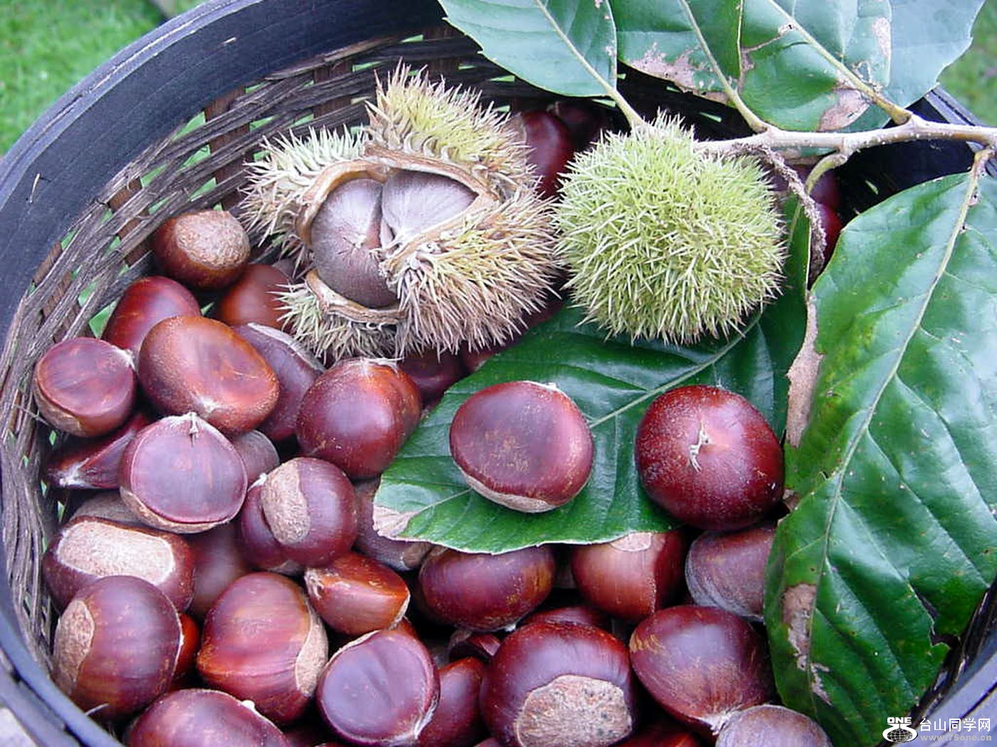 chestnut_200[1].jpg