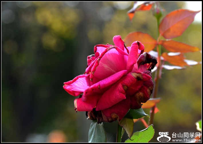 10.17.2012 Fall 299.jpg