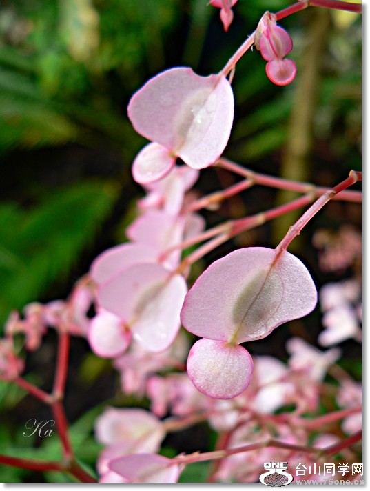 flower 06-09-2012 047.jpg