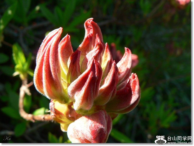 flower14-10-2012 045.jpg