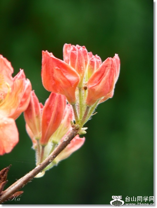 flowers 18-10 -2012 097.jpg