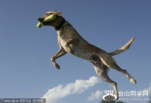 233_36852_5b39b87f032fca4.jpg