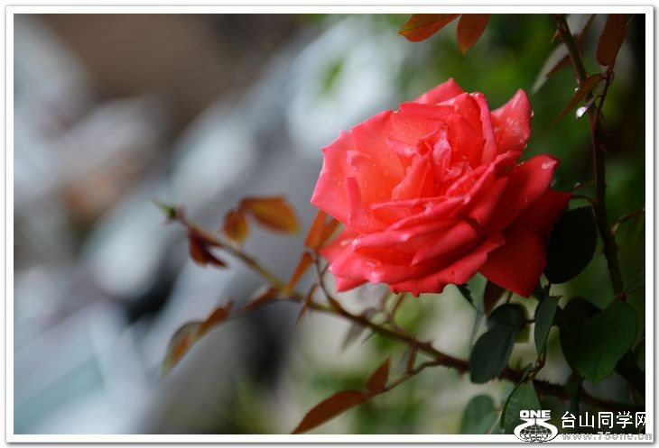 nEO_IMG_DSC_7295.jpg