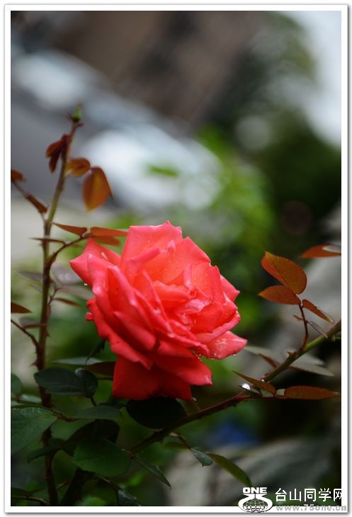 nEO_IMG_DSC_7294.jpg