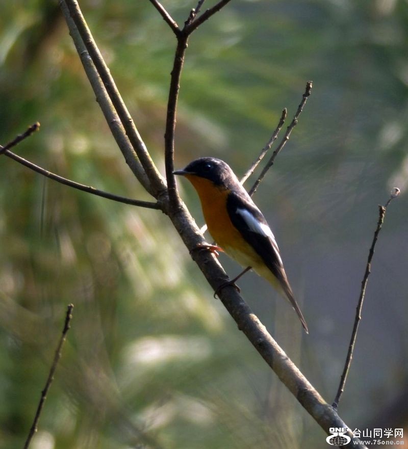DSC_4417.JPG