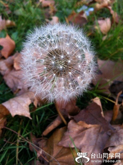 dandelion - fall.jpg