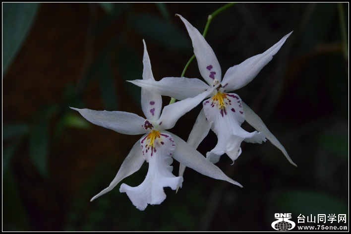 2012.11.18 Dc Flowers 089.jpg