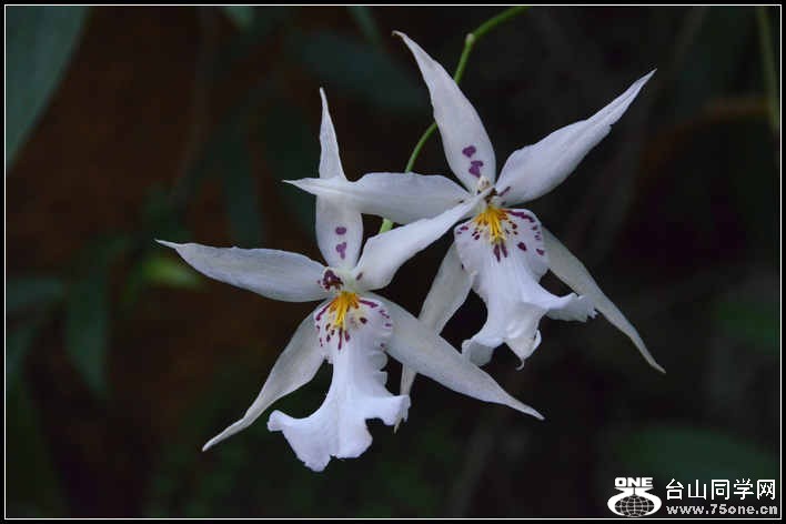 2012.11.18 Dc Flowers 089.jpg