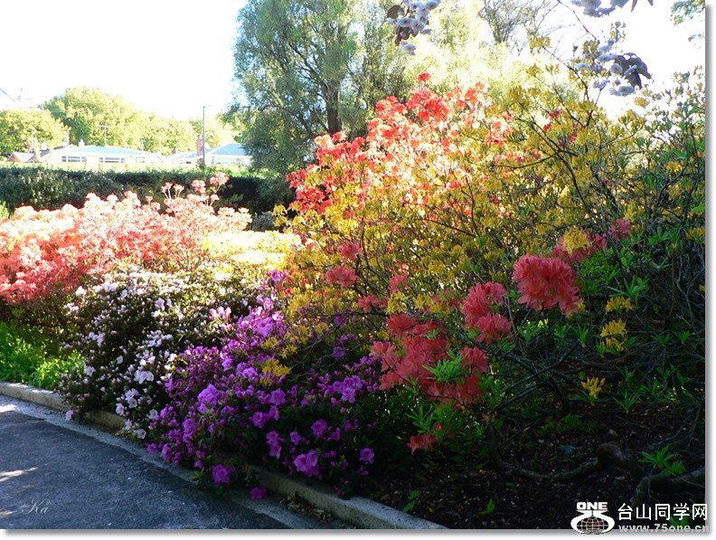 flowers 25-10-2012 143.jpg
