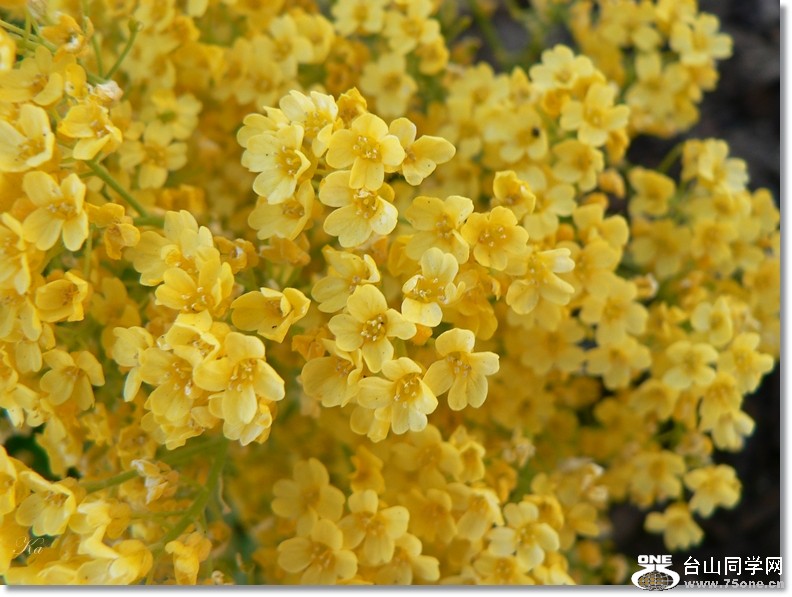 flowers 15-11-2012 080.jpg