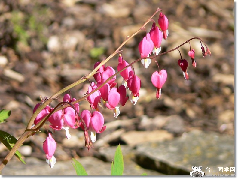 flowers 25-10-2012 139.jpg