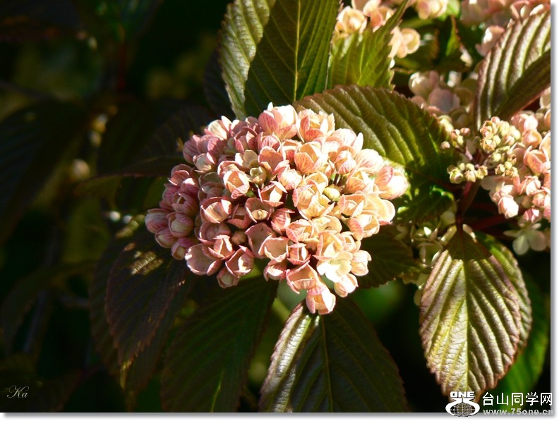 flowers 25-10-2012 077.jpg