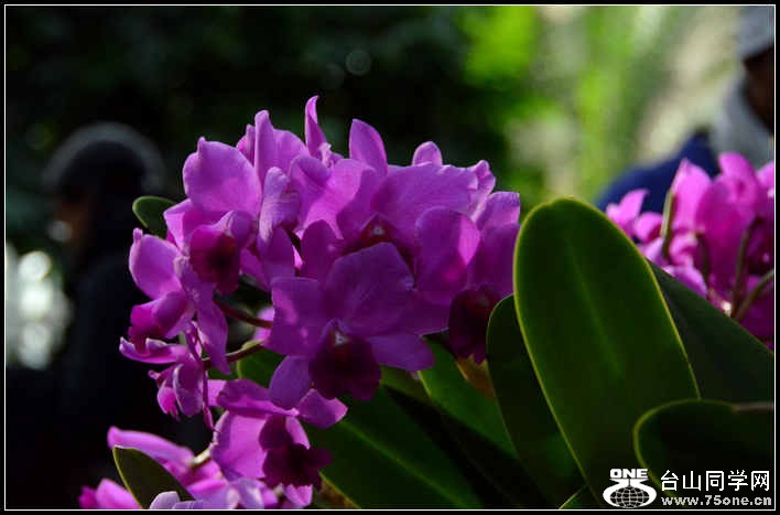 2012.11.18 Dc Flowers 014.jpg