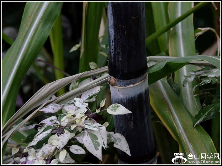 2012.11.18 Dc Flowers 101.jpg