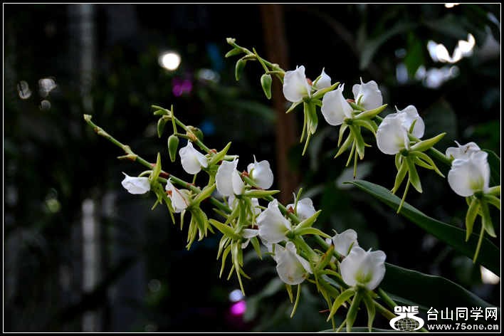 2012.11.18 Dc Flowers 032.jpg