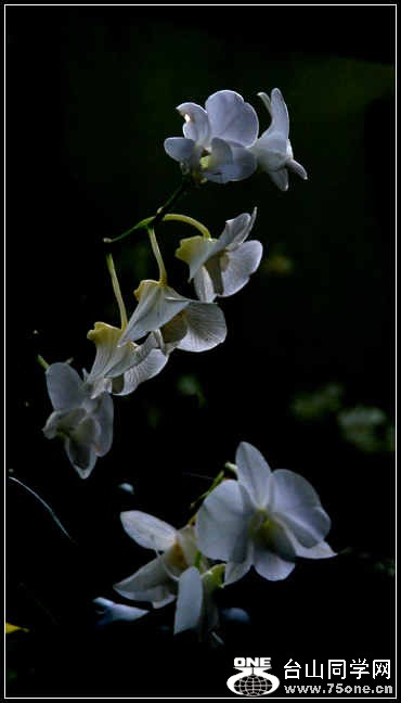 2012.11.18 Dc Flowers 085.jpg