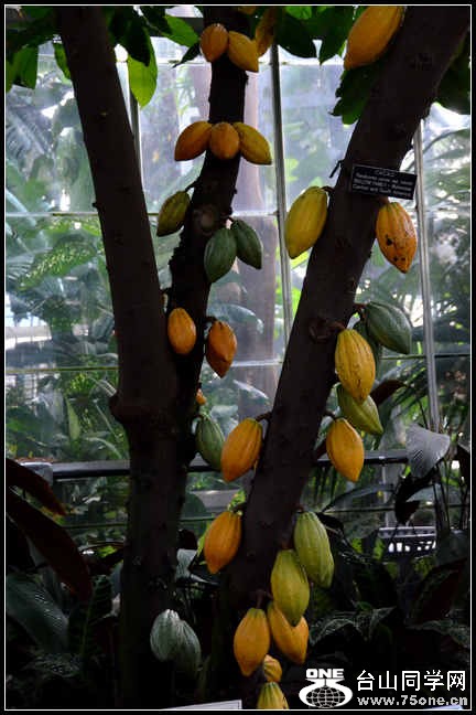 2012.11.18 Dc Flowers 043.jpg