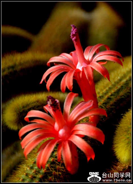 2012.11.18 Dc Flowers 102.jpg