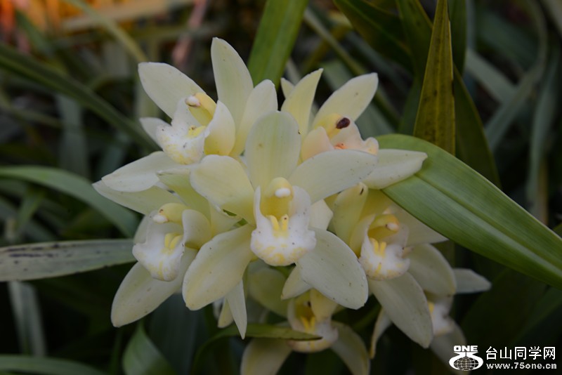 flower 006_.jpg