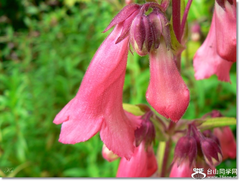 flowers 09-12-2012 170.jpg