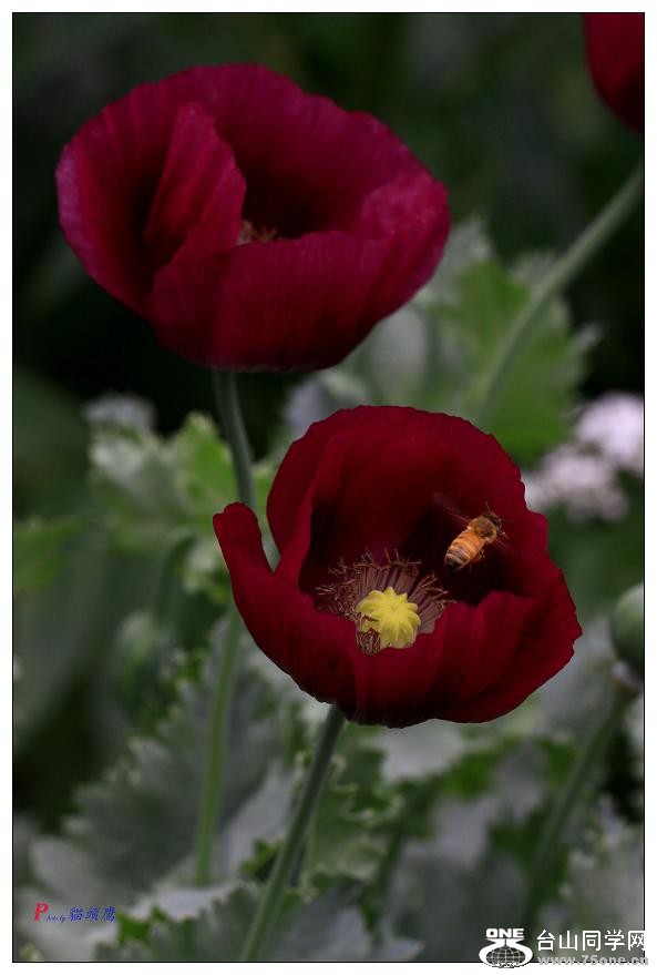 }u -ֻ߽-2 105-a.jpg