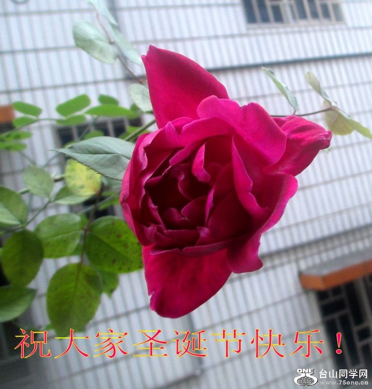 IMG_0020_conew1.jpg