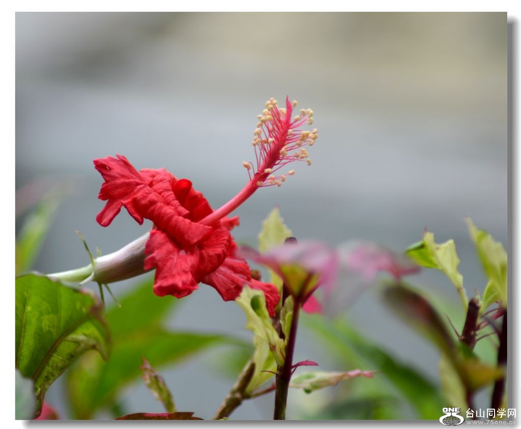 DSC_0081.jpg