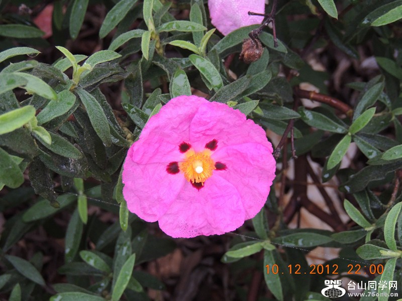 flower 024_.jpg