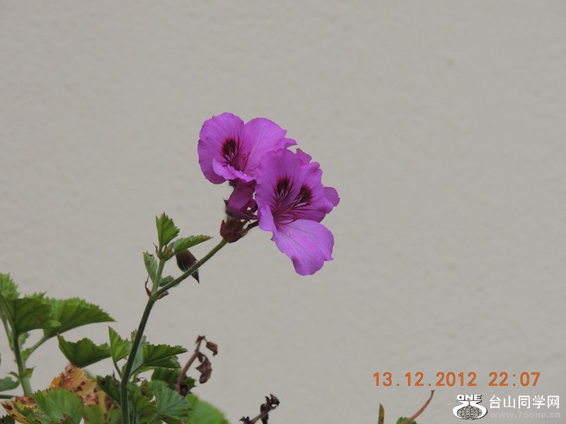 flower 064_.jpg