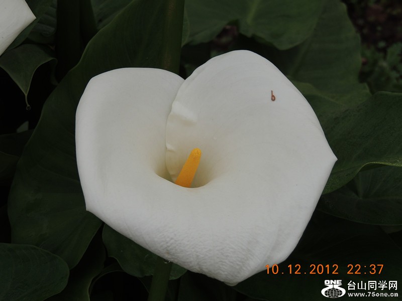 flower 032_.jpg