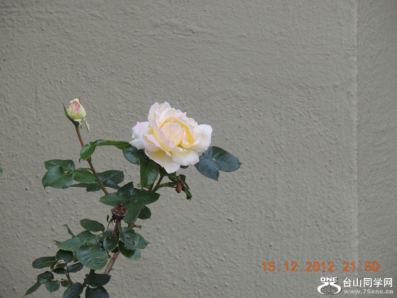 flower 153_.jpg