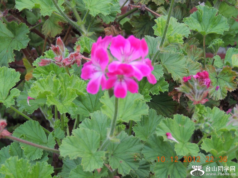 flower 031_.jpg