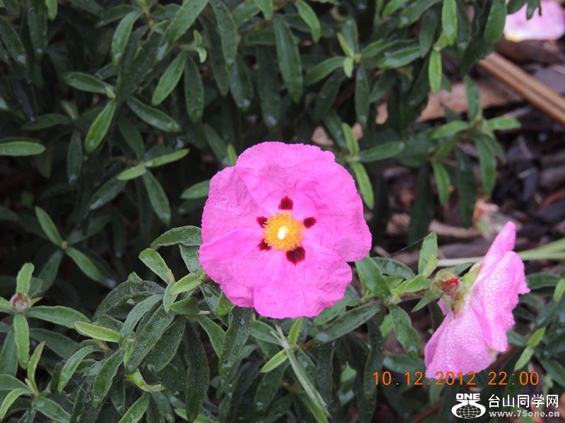 flower 023_.jpg