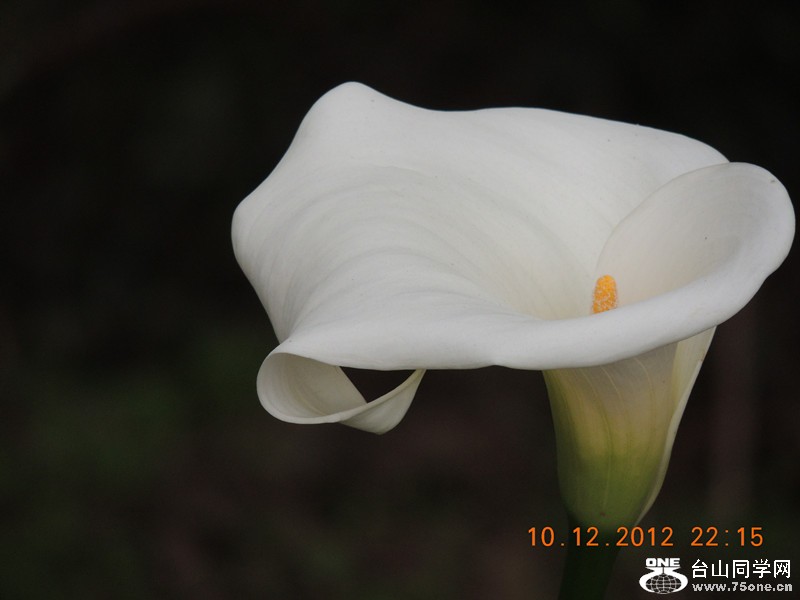 flower 025_.jpg