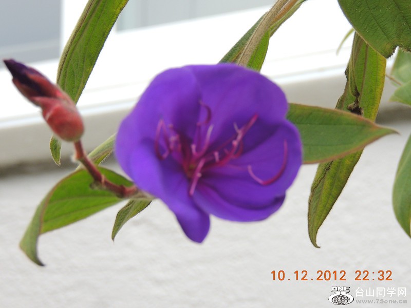 flower 028_.jpg