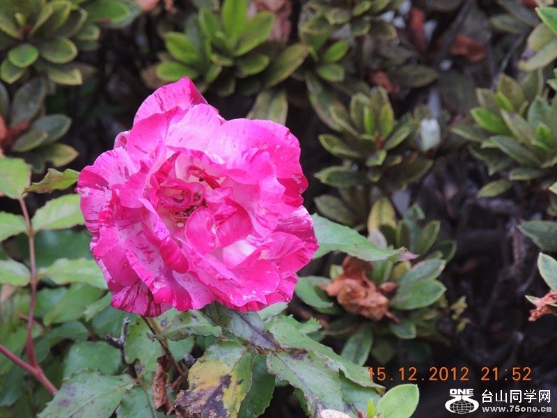 flower 159_.jpg